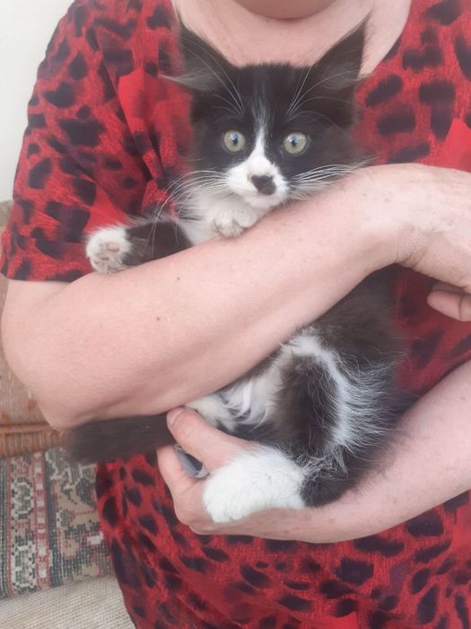 Котёнок даром в добрые руки