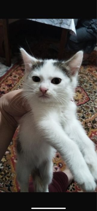 Отадм девочек в добрые руки