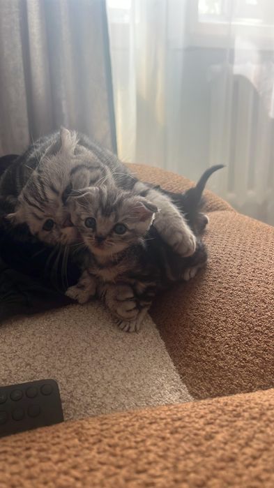 Продам котенка Британка вислоухая.