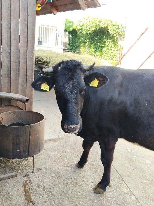 Vaca gestanta intretinuta