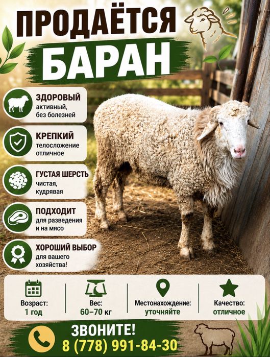 Продам барана крупный
