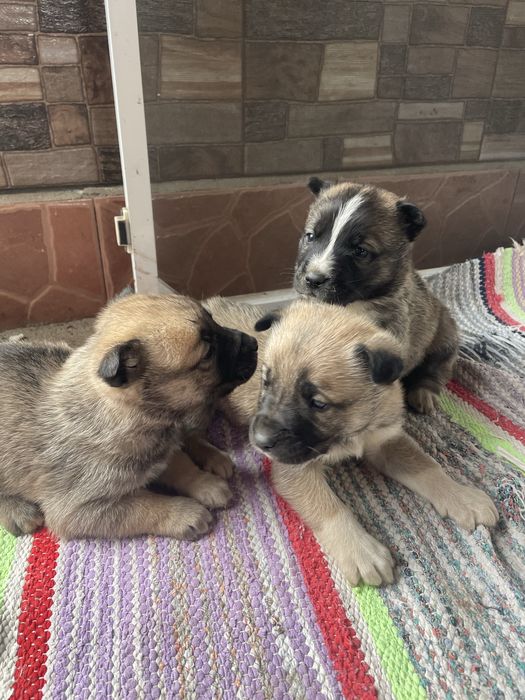 Cățeluși pentru adopție