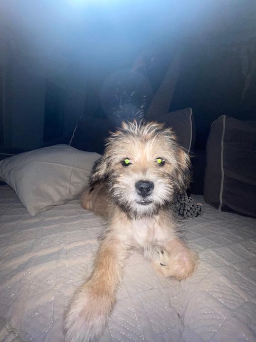 продам щенка мальчик 4 месяца