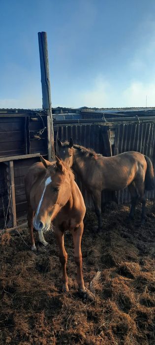 Продам Лошадей,кобылы