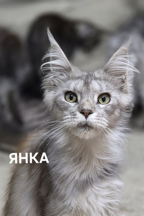 Котята Мейн-кун из питомника