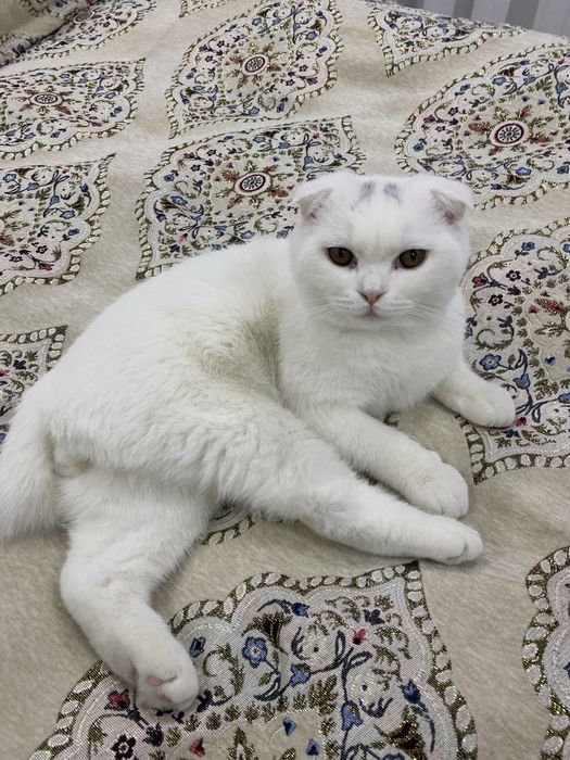 Срочно продаётся кот!