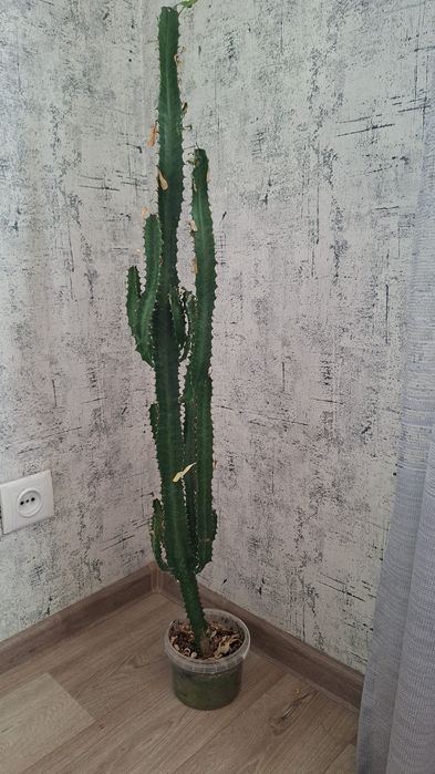 Продам комнатные цветы