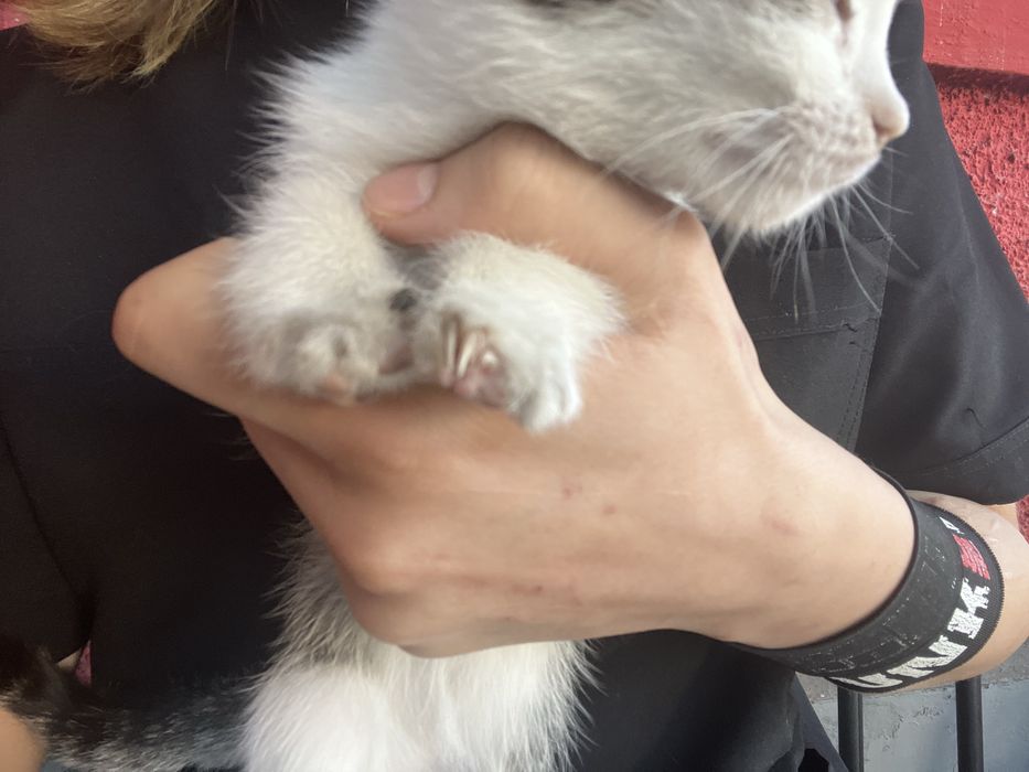 Котенок мольчик беспатно