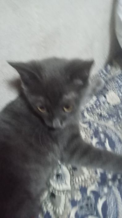 Кошка русская голубая