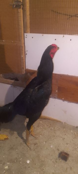 Dakan xoroz va tovuq