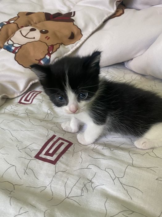 Котята девочки 4