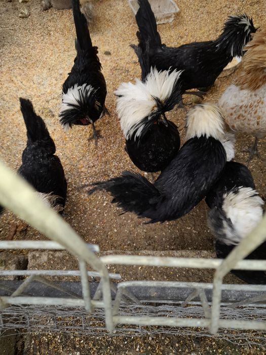 Vând cocoșei moțată olandeza