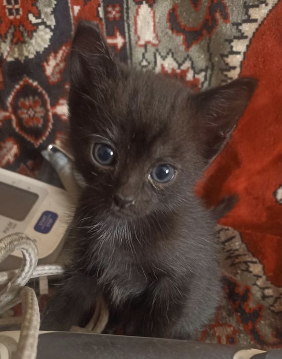Дарю котят в добрые руки