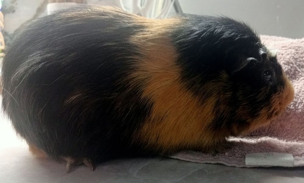 Продам морских свинок