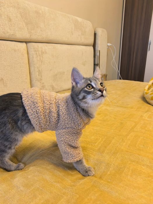 Котенок мальчик в добрые руки