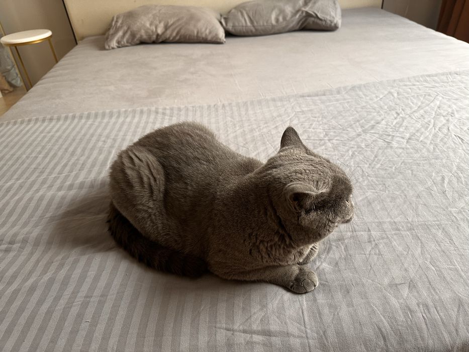 Кошка британская короткошёрстная