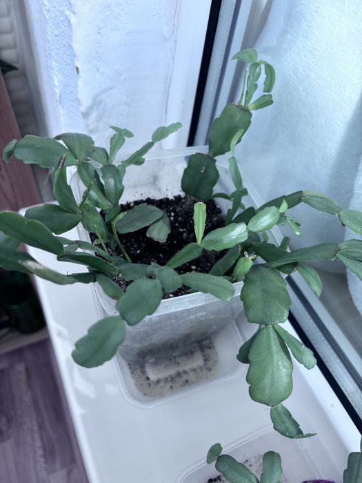 Продам комнатные цветы