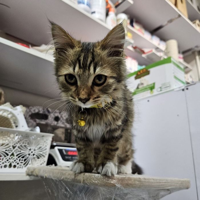 Кошечка ищет семью!