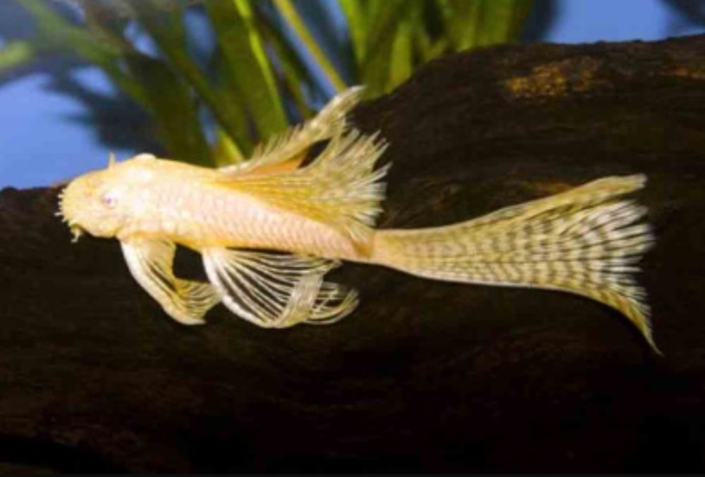 Анцитрусы вуалвый