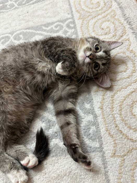 Кошки    домашние