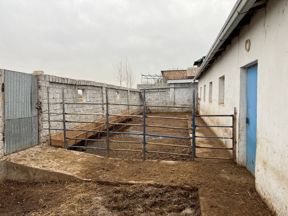 Сотилади тайер бизнес!!! Тайер ферма куй ва мол бокишга шароитлари бор