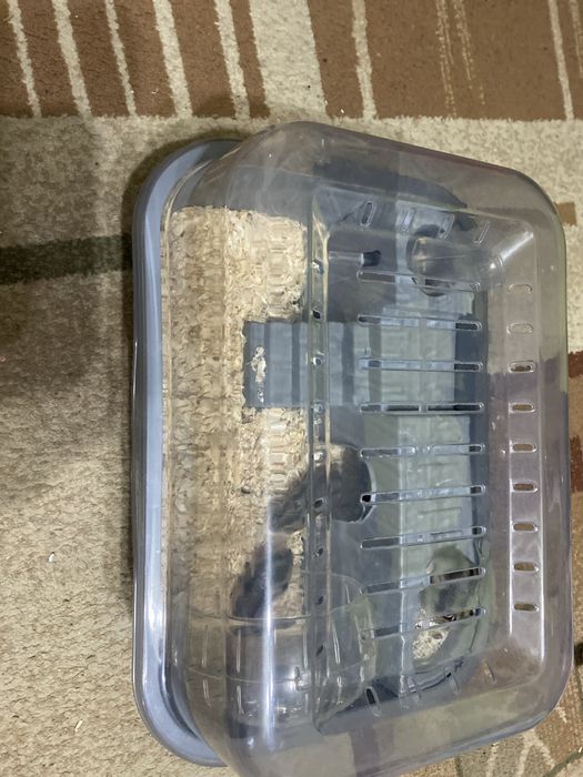 Продается бокс с хомяком