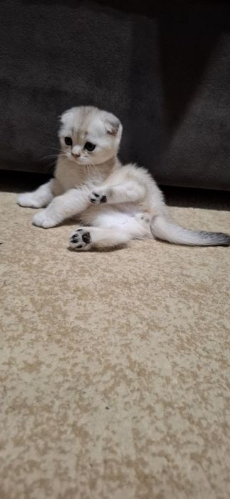 Котята Скоттиш фолд√