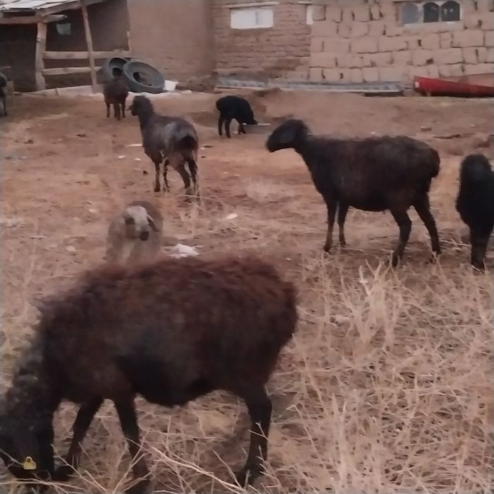 Малл Сатылады...