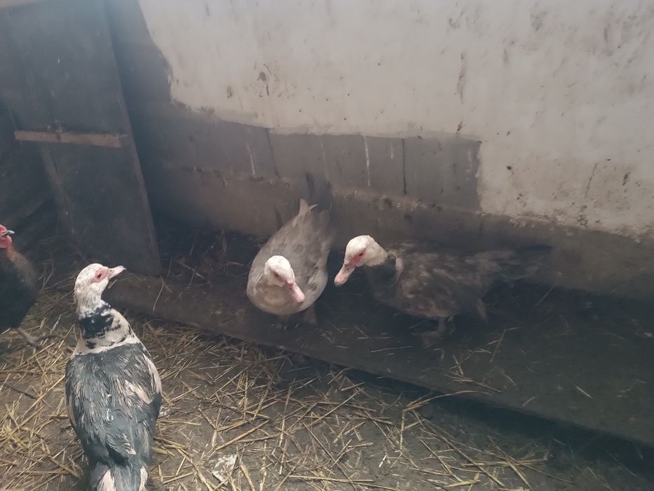 Индоутка индоутка