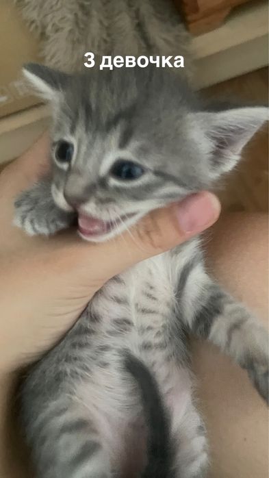 серые котята отдам в добрые руки