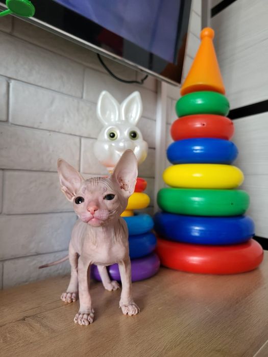 Котёночек сфинкс
