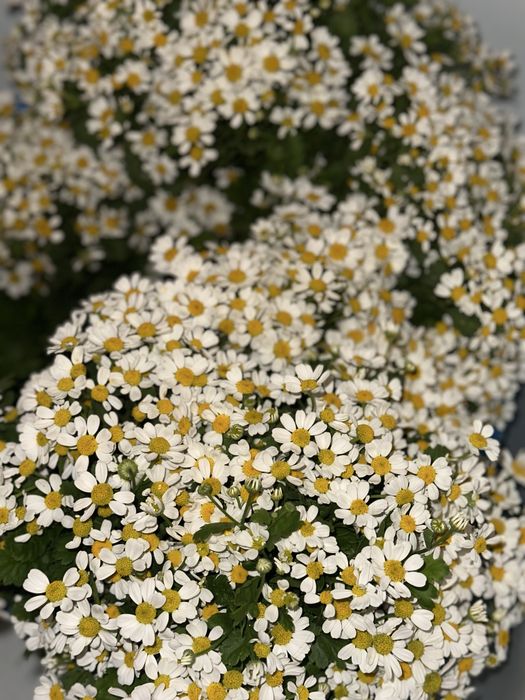 Цветы для посадки