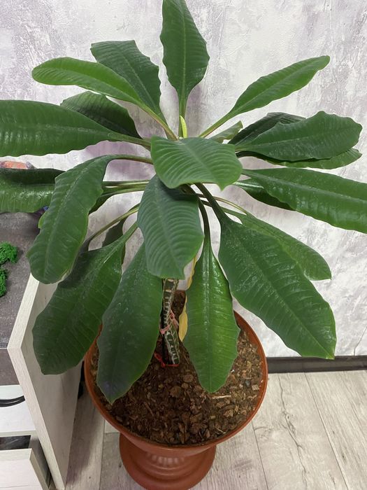 Продам недорого цветы