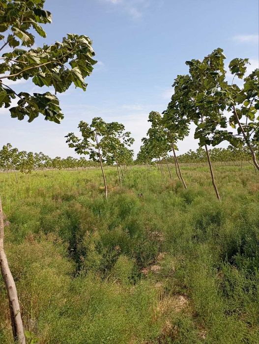 Павлония кучатлари сотилади