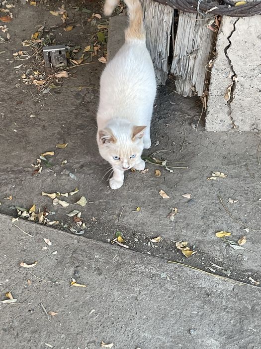 Котенок красивая белая