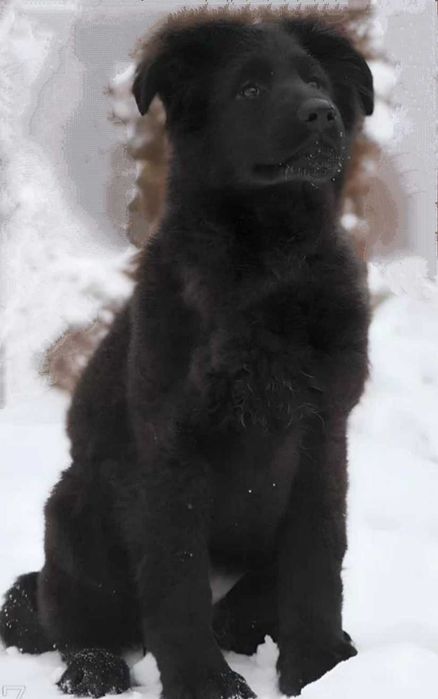 Щенята немецкой черной овчарки