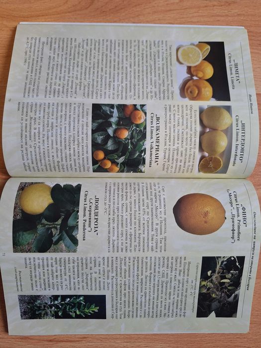 Книга "Отглеждане на цитруси на открито"