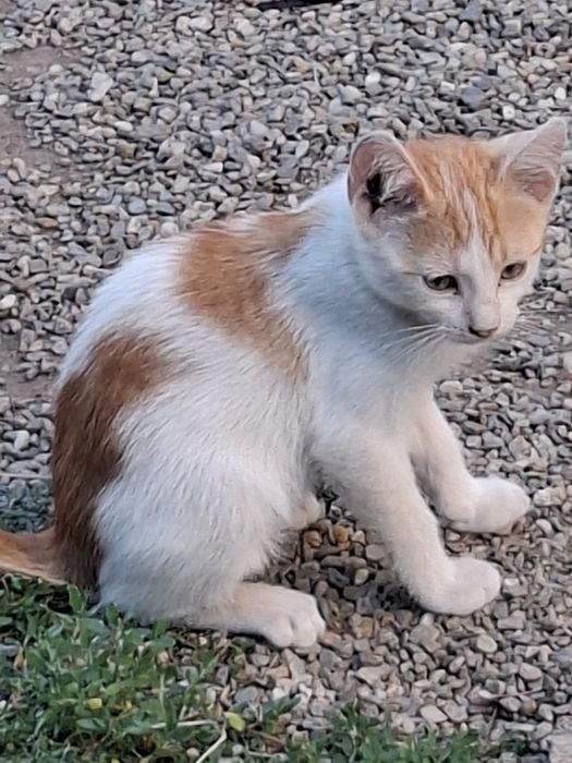 Donez pui de pisicã