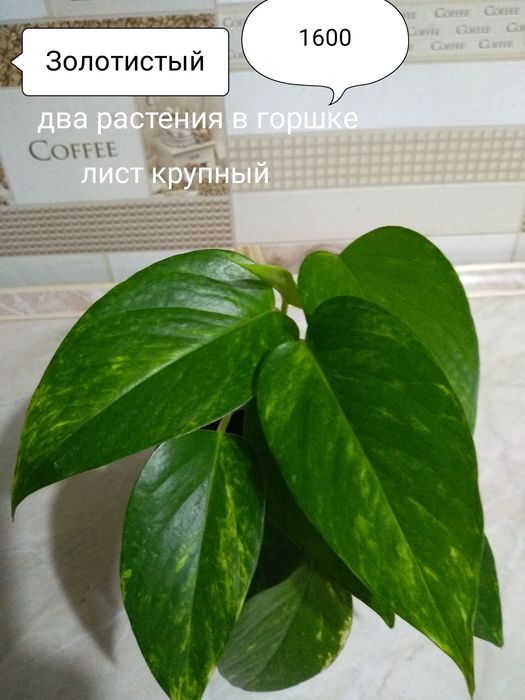 Продам Эпипремнум, Сциндапсус