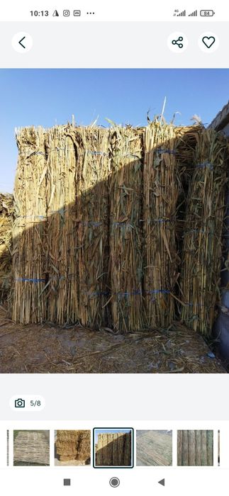 Qamich+Lomboz+Somon mayda(Xasanboyda Dastavka chiqaramiz)