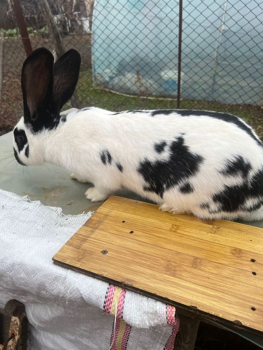 Iepure fluture german