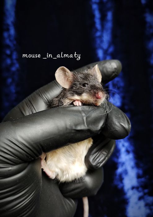 Декоративные мышки