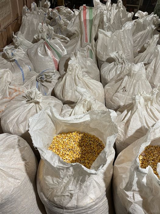 Vand porumb boabe 2025