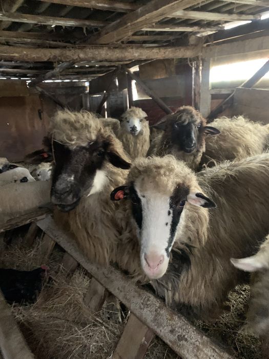 Oi de vânzare,oile sunt tienre cu miei