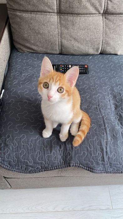 Котик кошка красивый