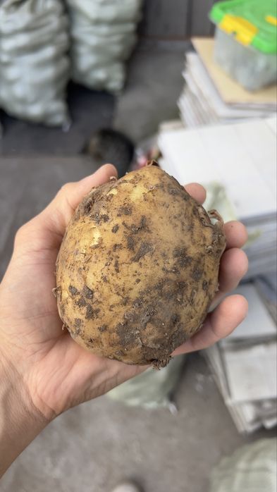 Картошка высушенная
