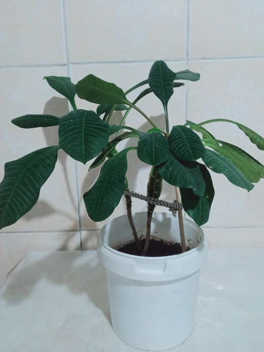 Продам алой и другие цветы