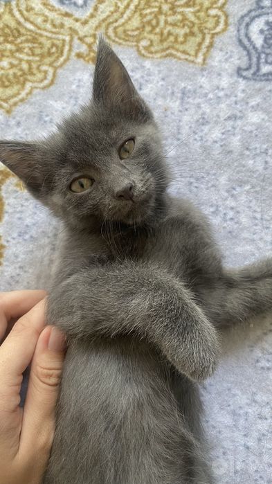 Mushuk bolalari 2oylik. 4ta