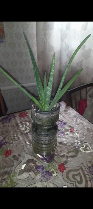 Продам Алоэ Вера на лекарства 4 лет