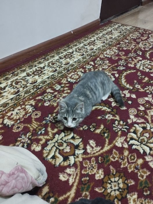 Mushuk 4 oyli sotiladi